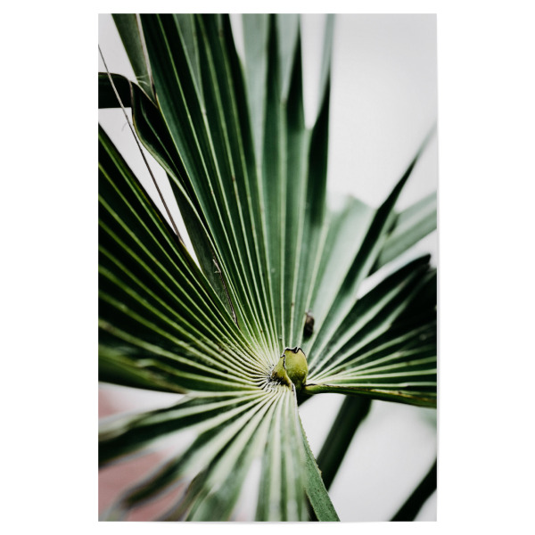 Poster "Strahlengrün" artboxONE - Natur,Floral - Palmenblatt,Grün,Strahlen,Floral,Sommer,Summer,Palmtree,Green,Natur,Nature,Leaf,Leaves,Blatt