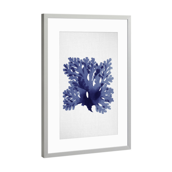 Poster mit Rahmen Silber "Seaweed" artboxONE - Natur,Floral,Reise / Strand und Meer,Unterwasser