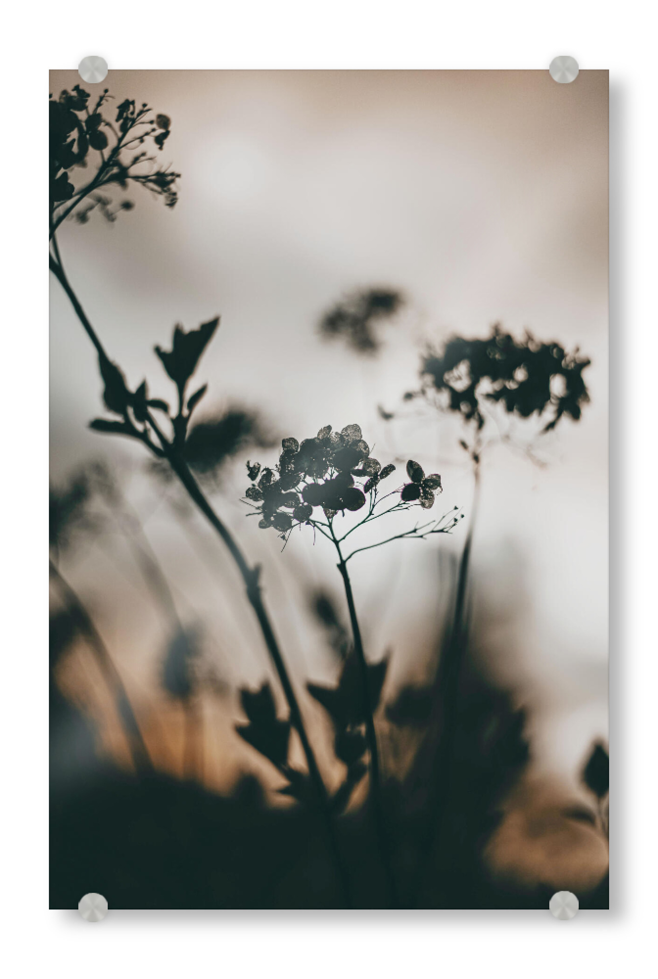 Acrylglasbild "Silhouette Plant" artboxONE - Natur,Reise,Floral