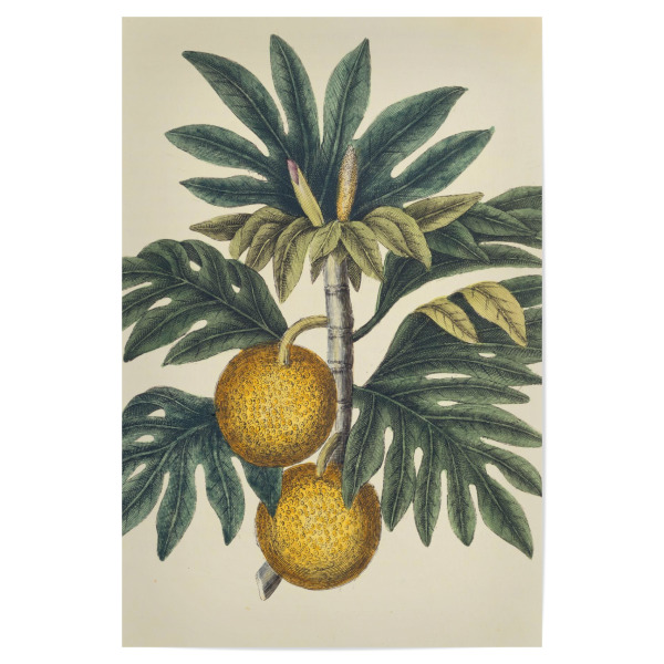 Poster 30x20 cm "Brotfruchtbaum I" artboxONE - Natur,Floral - Science,Botany,Natur,Nature,Plant,Pflanze,Botanical,Botanisch,Brotfruchtbaum,Baum