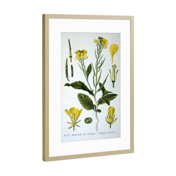 Poster mit Rahmen Gold "Acker-Senf" artboxONE - Natur,Floral