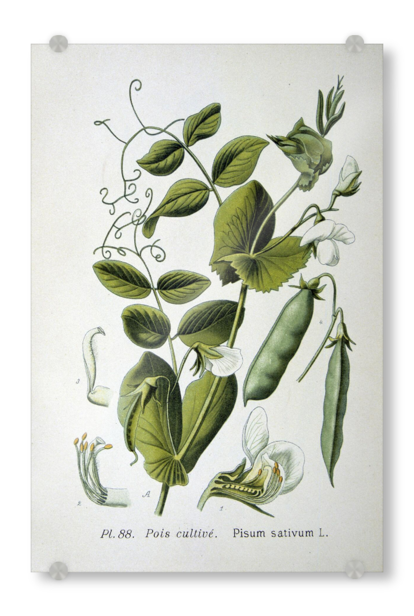 Acrylglasbild "Erbsen Pisum sativum" artboxONE - Natur,Floral
