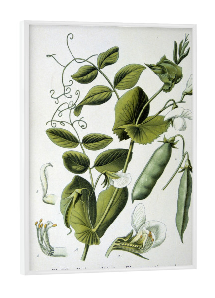 Poster mit weißem Rahmen "Erbsen Pisum sativum" artboxONE - Natur,Floral