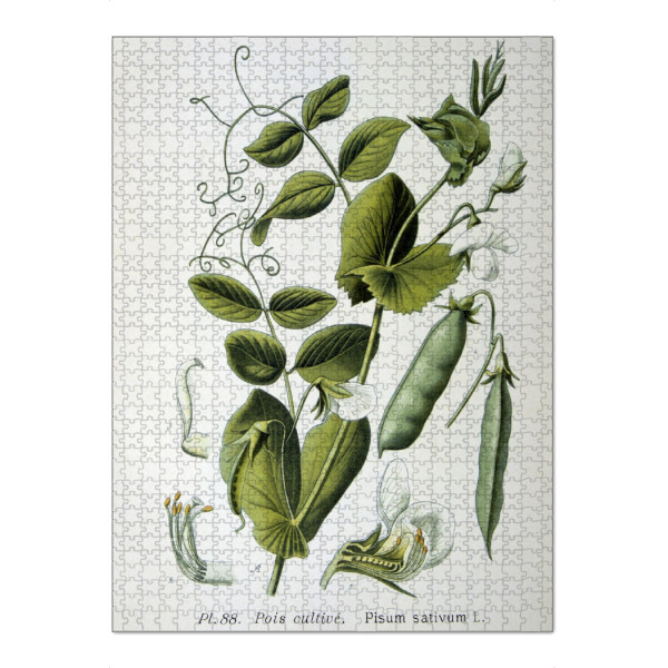 Puzzle Ravensburger "Erbsen Pisum sativum" artboxONE - Natur,Floral