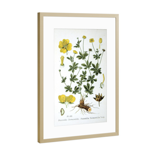 Poster mit Rahmen Gold "Blutwurz" artboxONE - Natur,Floral