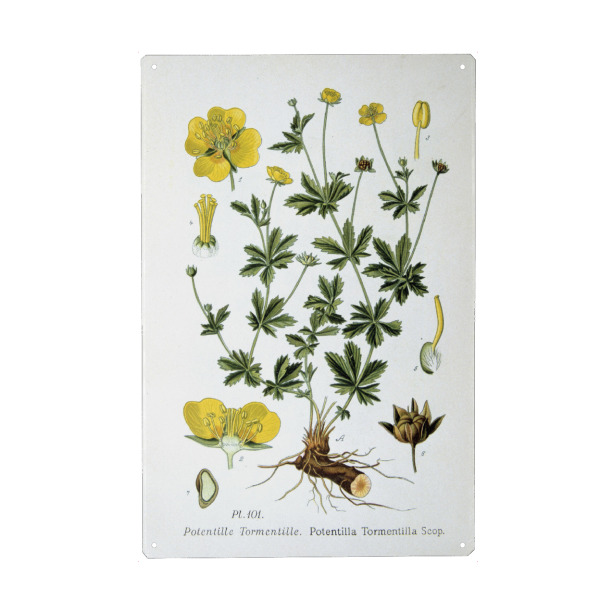 Metall Poster "Blutwurz" artboxONE - Natur,Floral