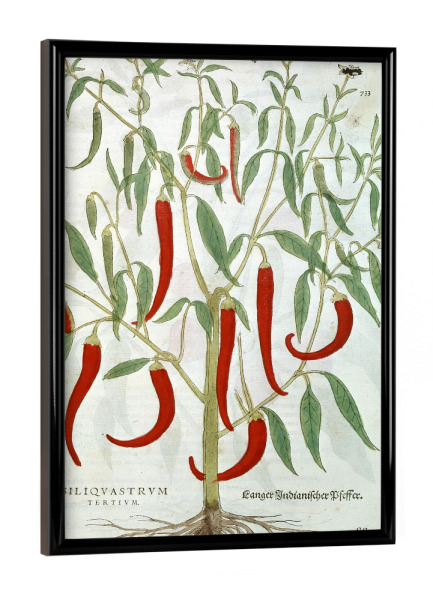 Poster mit schwarzem Rahmen "Spanischer Pfeffer" artboxONE - Natur,Floral