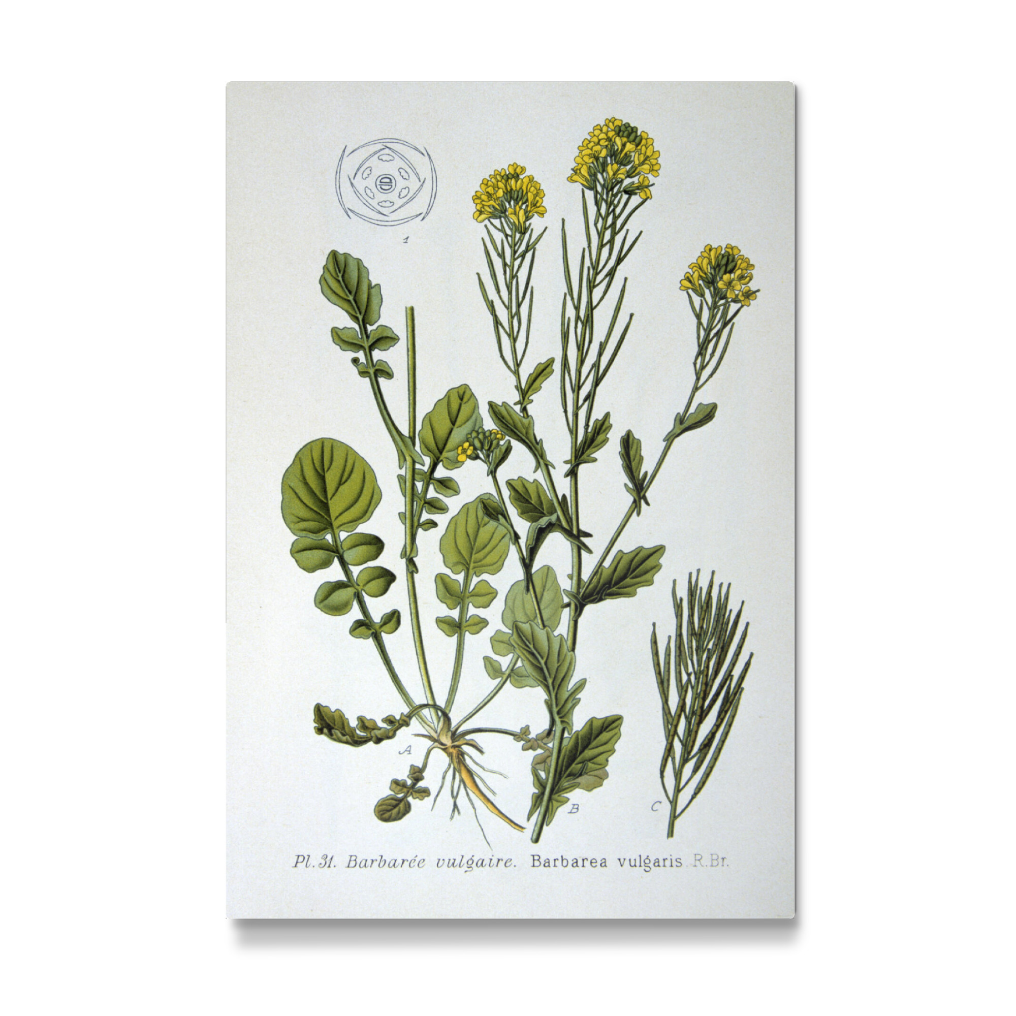 Galerie-Print "Winterkresse" 30x20 cm artboxONE