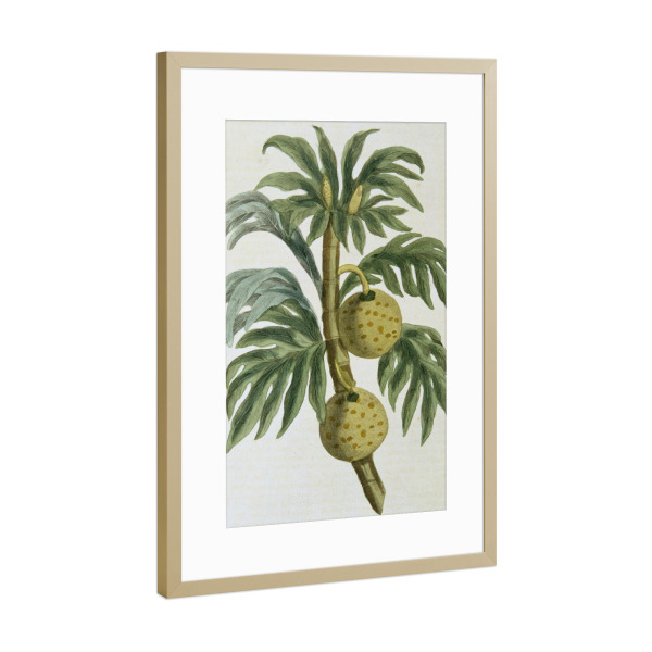 Poster mit Rahmen Gold "Brotfruchtbaum" artboxONE - Natur,Floral - Science,Botany,Artocarpus incisus,Pflanze,Plant,Natur,Nature,Frucht,Brotfruchtbaum