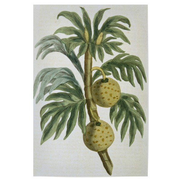 Poster "Brotfruchtbaum" artboxONE - Natur,Floral - Science,Botany,Artocarpus incisus,Pflanze,Plant,Natur,Nature,Frucht,Brotfruchtbaum