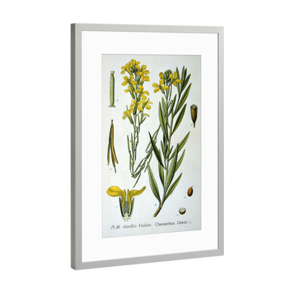 Poster mit Rahmen Silber "Der Goldlack" artboxONE - Natur,Floral