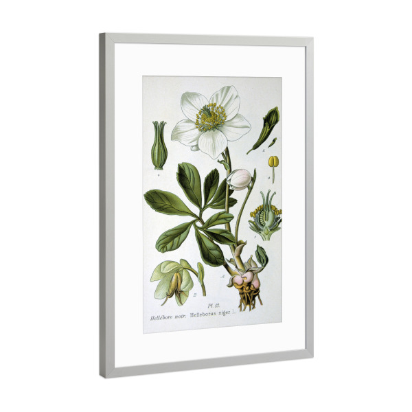 Poster mit Rahmen Silber "Schneerose" artboxONE - Natur,Floral