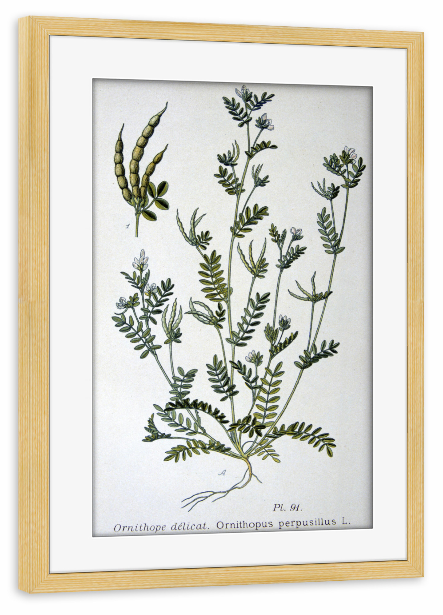 Poster mit Rahmen kiefer "Kleiner Vogelfuß" artboxONE - Natur,Floral