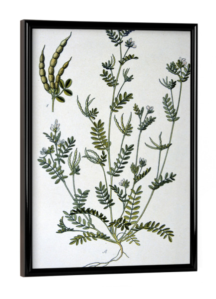 Poster mit schwarzem Rahmen "Kleiner Vogelfuß" artboxONE - Natur,Floral