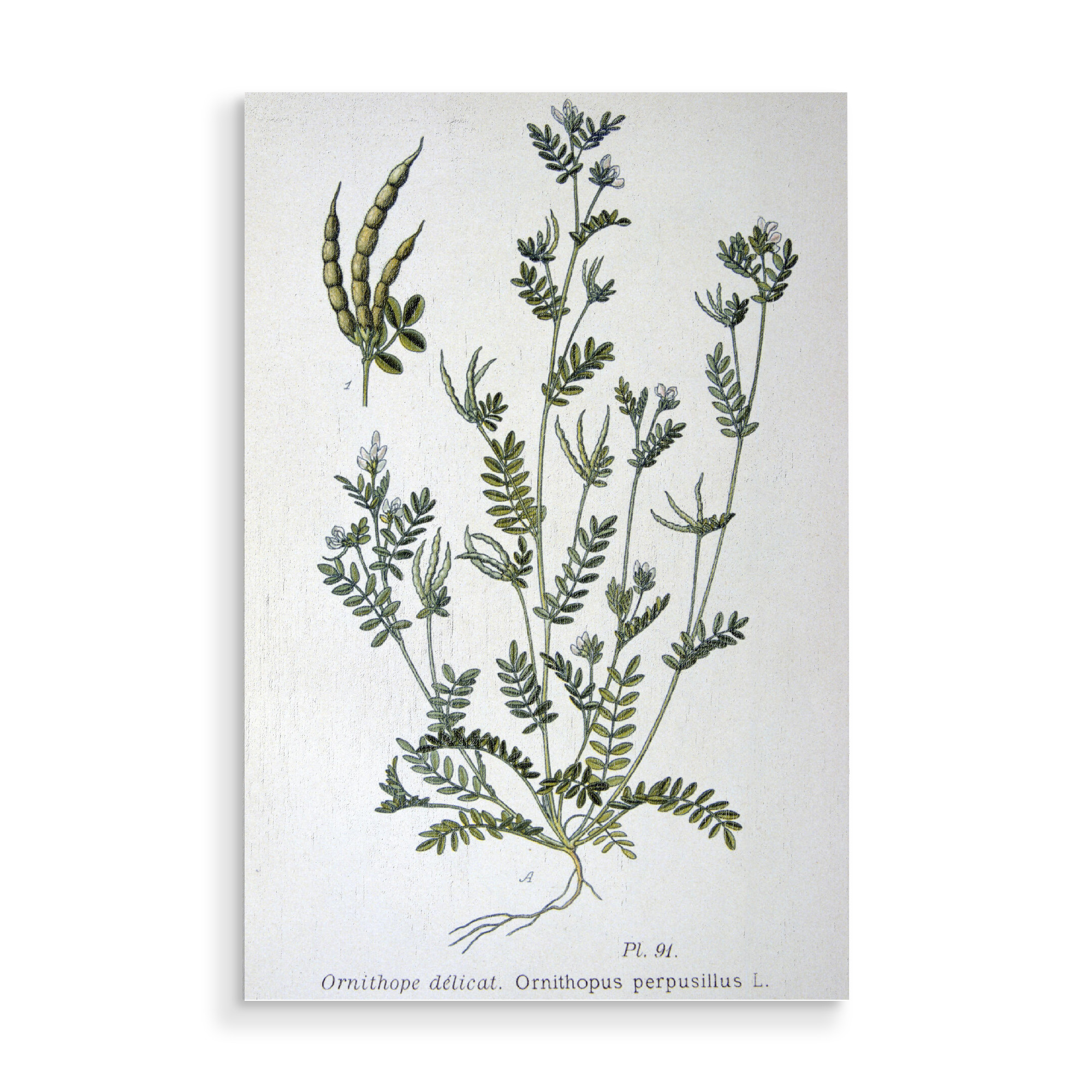 Holzbild "Kleiner Vogelfuß" artboxONE - Natur,Floral