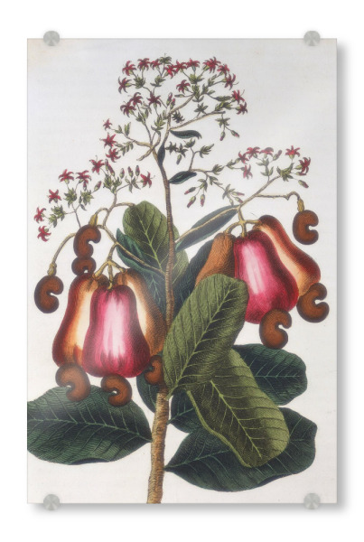 Acrylglasbild "Kaschubaum" artboxONE - Natur,Floral - An insecticide,Kaschubaum,Pflanze,Plant,Natur,Nature,Baum,Floral,Anacardium,Occidentale