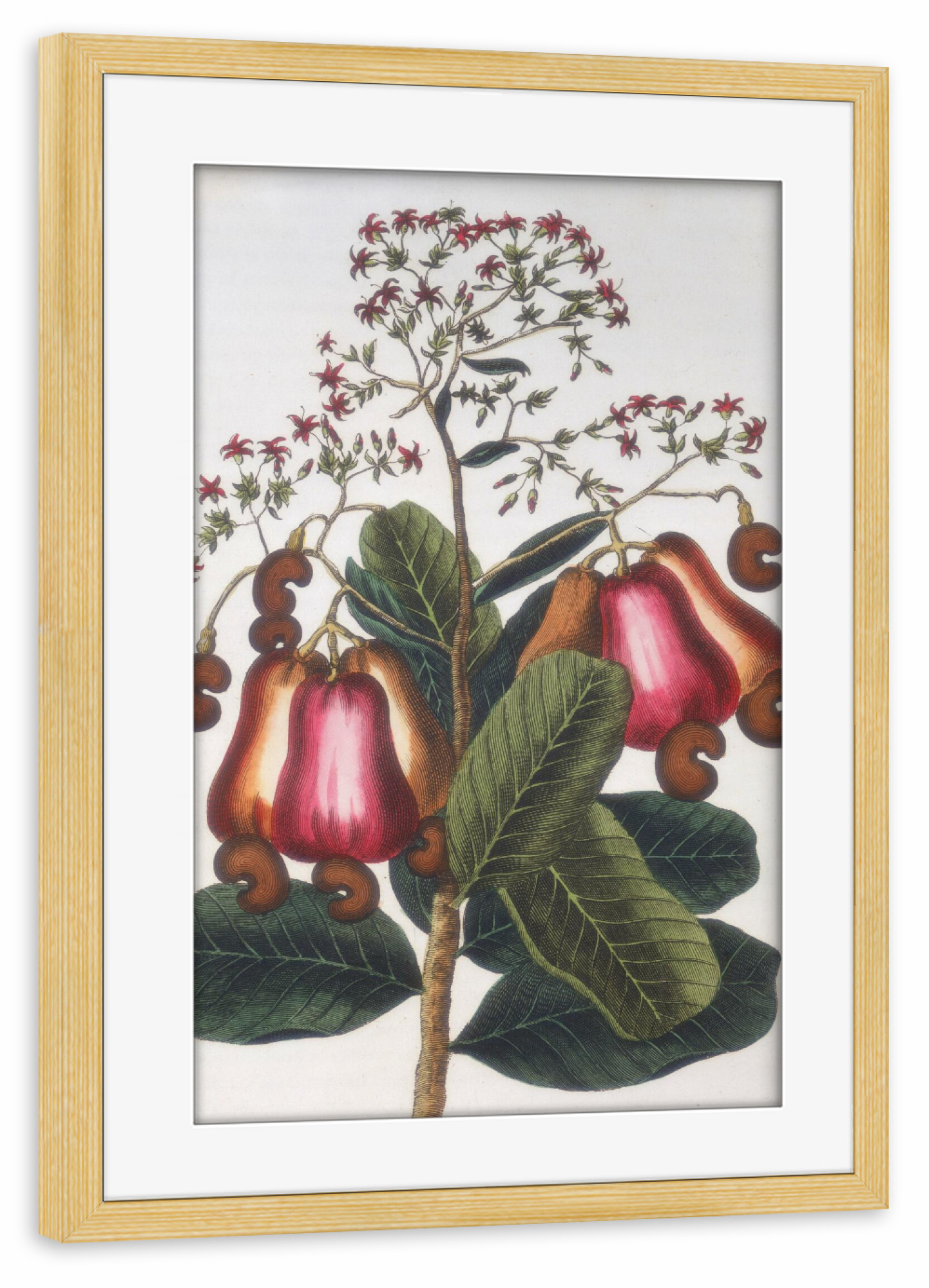 Poster mit Rahmen kiefer "Kaschubaum" artboxONE - Natur,Floral