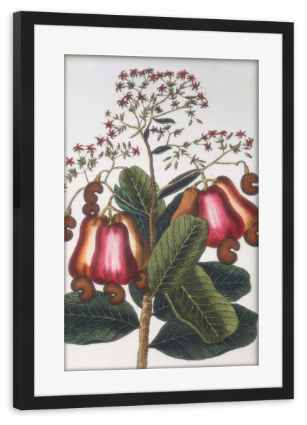 Poster mit Rahmen schwarz "Kaschubaum" artboxONE - Natur,Floral