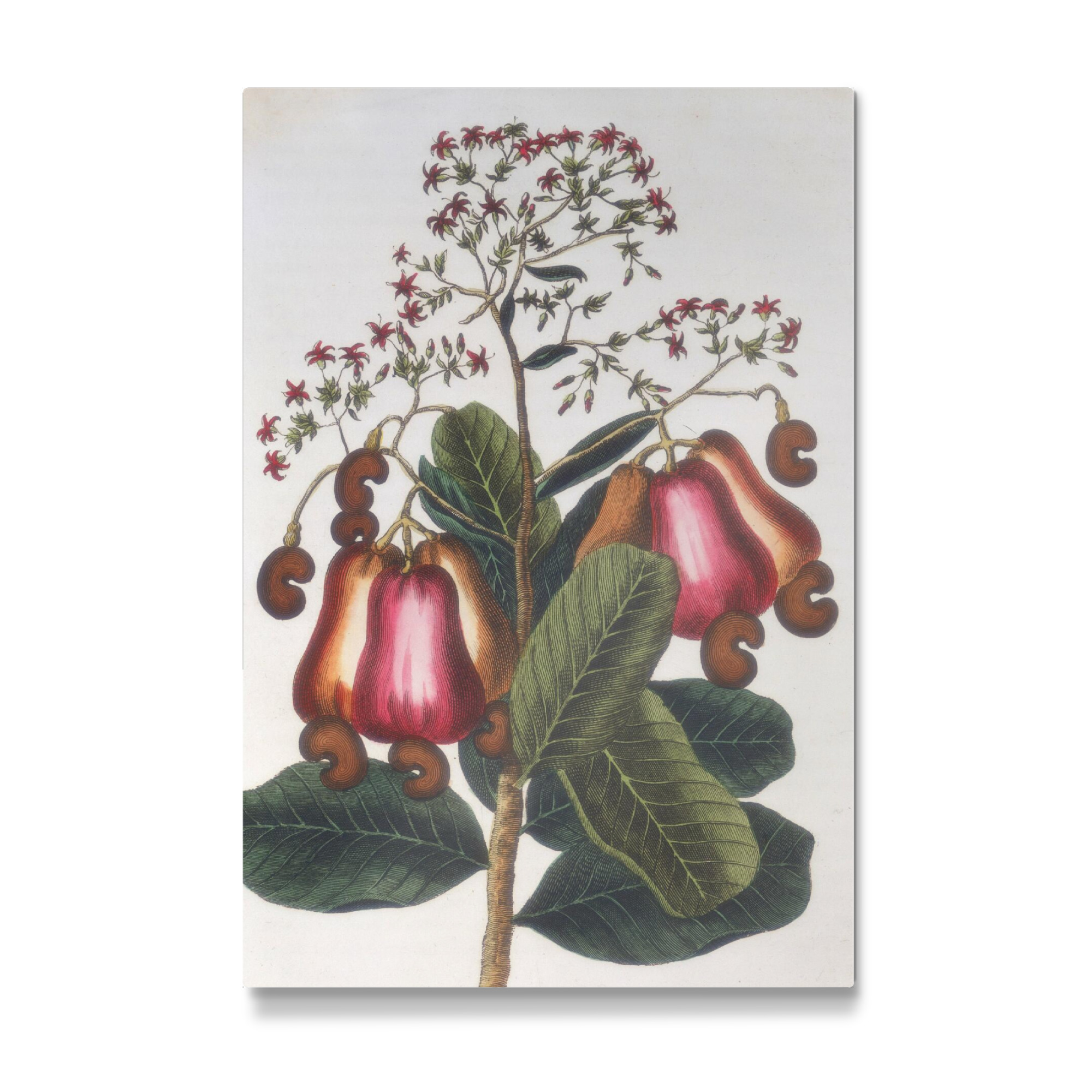 Galerie-Print "Kaschubaum" 75x50 cm artboxONE