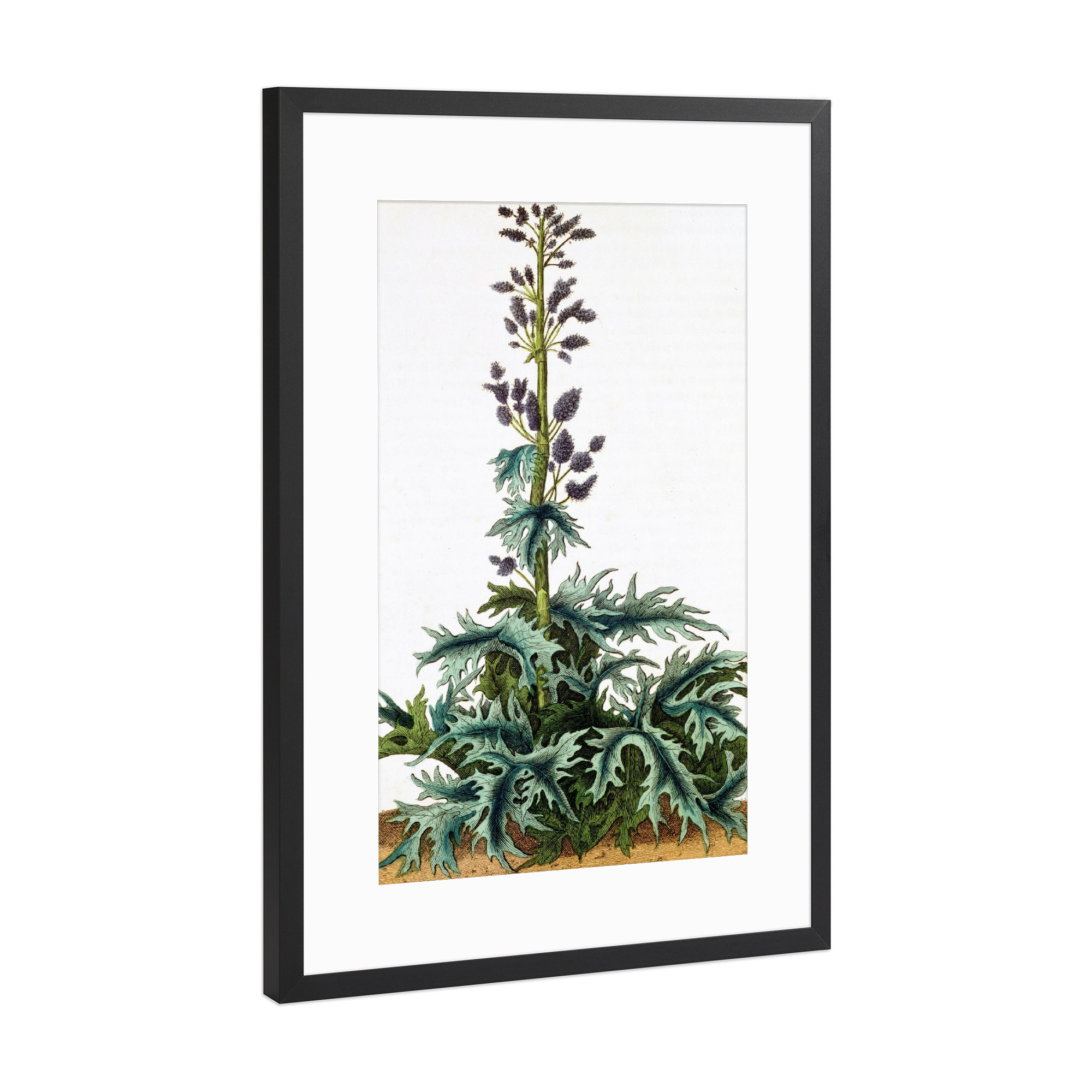 Poster mit Rahmen Schwarz (Metallic) "Rheum officinale, Rhabarber" artboxONE - Natur,Floral