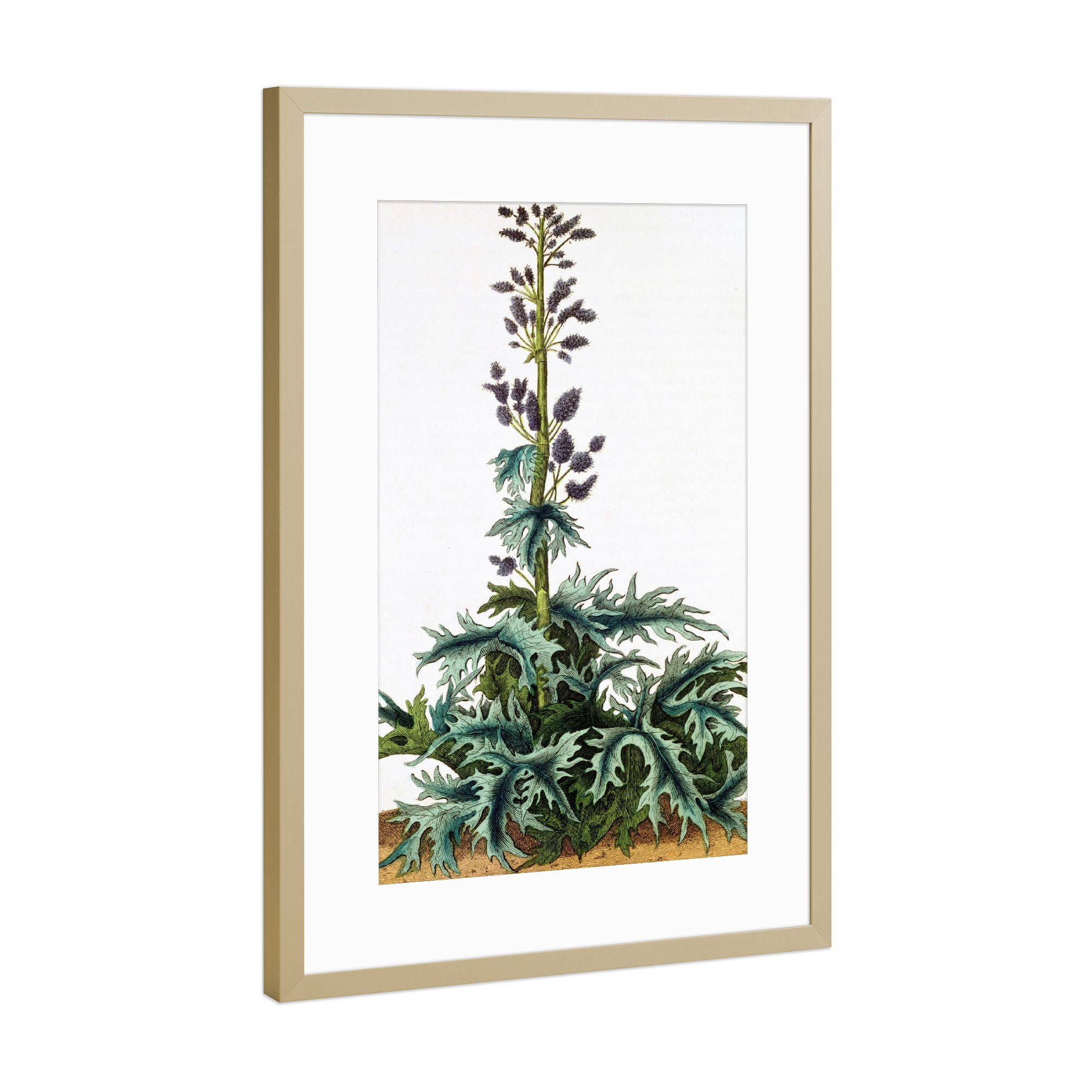 Poster mit Rahmen Gold "Rheum officinale, Rhabarber" artboxONE - Natur,Floral