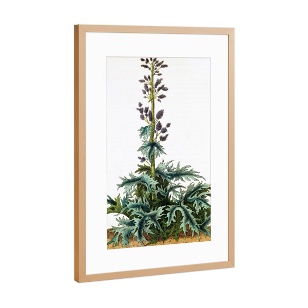 Poster mit Rahmen Kupfer "Rheum officinale, Rhabarber" artboxONE - Natur,Floral