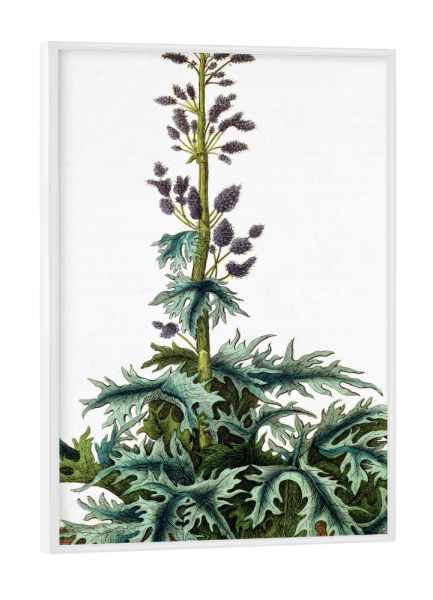 Poster mit weißem Rahmen "Rheum officinale, Rhabarber" artboxONE - Natur,Floral