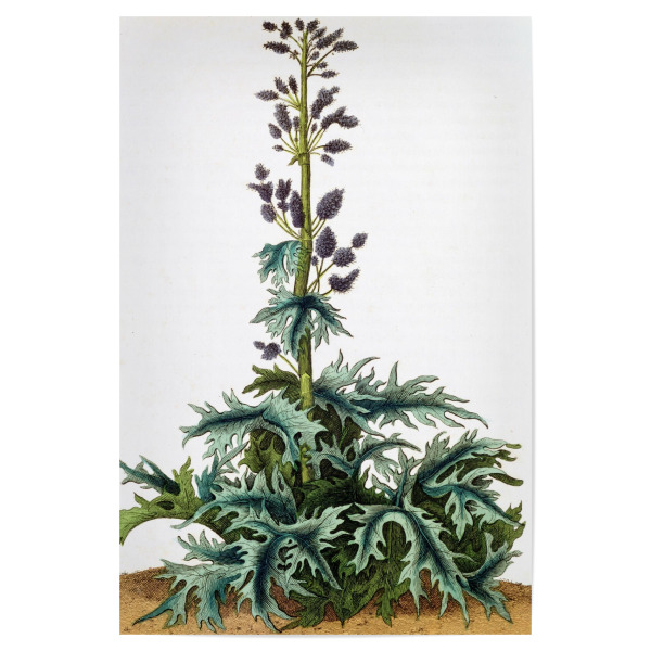 Poster "Rheum officinale, Rhabarber" artboxONE - Natur,Floral