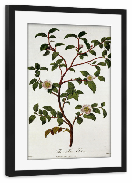Poster mit Rahmen schwarz "Teepflanze Camellia sinensis" artboxONE - Natur,Floral