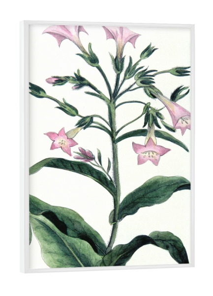 Poster mit weißem Rahmen "Tabak Pflanze" artboxONE - Natur,Floral
