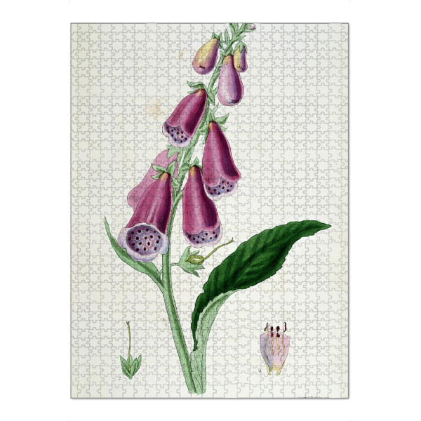 Puzzle Ravensburger "Roter Fingerhut" artboxONE - Natur,Floral