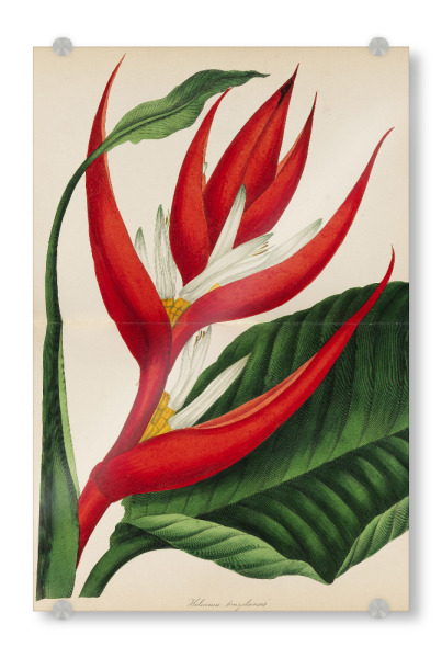 Acrylglasbild "Paxton's Magazine of Botany" artboxONE - Natur,Floral