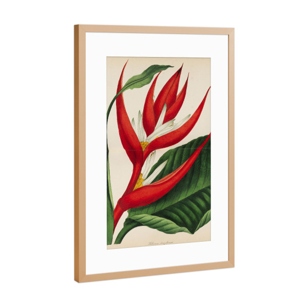 Poster mit Rahmen Kupfer "Paxton's Magazine of Botany" artboxONE - Natur,Floral