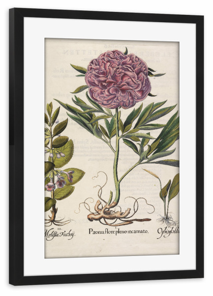 Poster mit Rahmen schwarz "Paeonia flore pleno" artboxONE - Natur,Floral