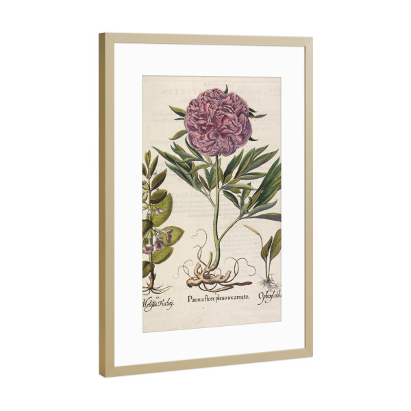 Poster mit Rahmen Gold "Paeonia flore pleno" artboxONE - Natur,Floral