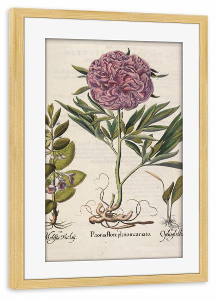 Poster mit Rahmen kiefer "Paeonia flore pleno" artboxONE - Natur,Floral