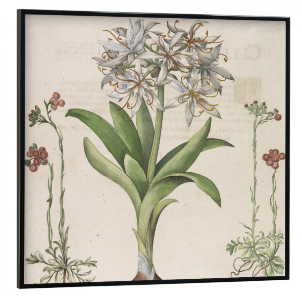 Poster mit schwarzem Rahmen 30x30 cm "Narzisse - Lilie - Hemerocallis" artboxONE - Natur,Floral
