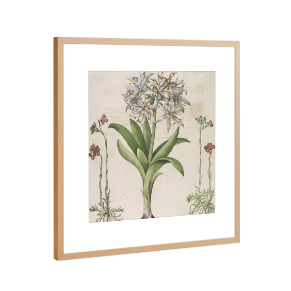 Poster mit Rahmen Kupfer "Narzisse - Lilie - Hemerocallis" artboxONE - Natur,Floral