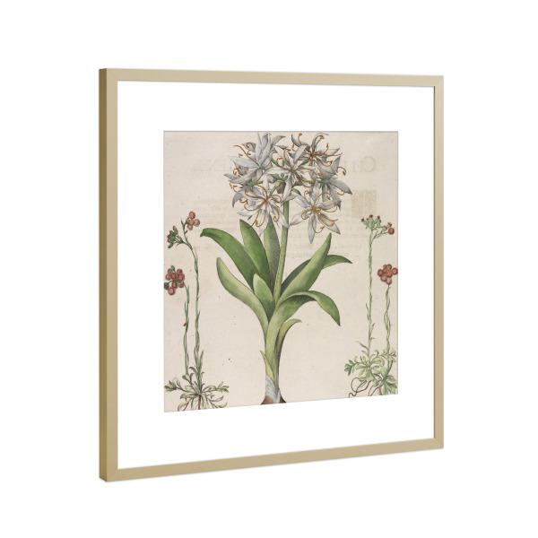 Poster mit Rahmen Gold "Narzisse - Lilie - Hemerocallis" artboxONE - Natur,Floral