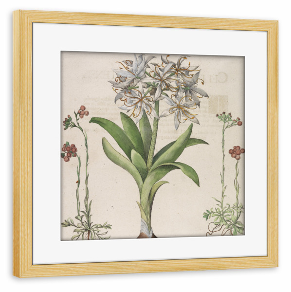 Poster mit Rahmen kiefer "Narzisse - Lilie - Hemerocallis" artboxONE - Natur,Floral