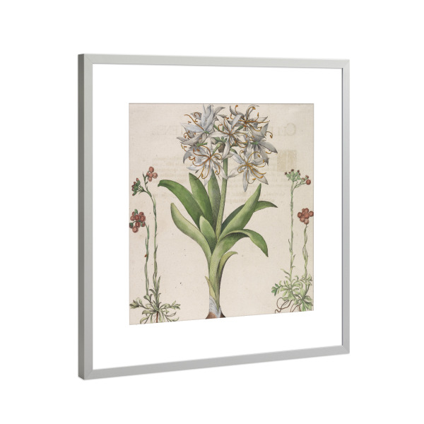 Poster mit Rahmen Silber "Narzisse - Lilie - Hemerocallis" artboxONE - Natur,Floral