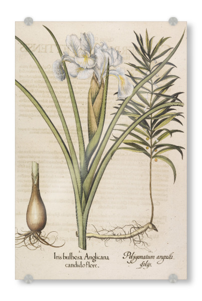 Acrylglasbild "Iris bulbosa Anglicana" artboxONE - Natur,Floral
