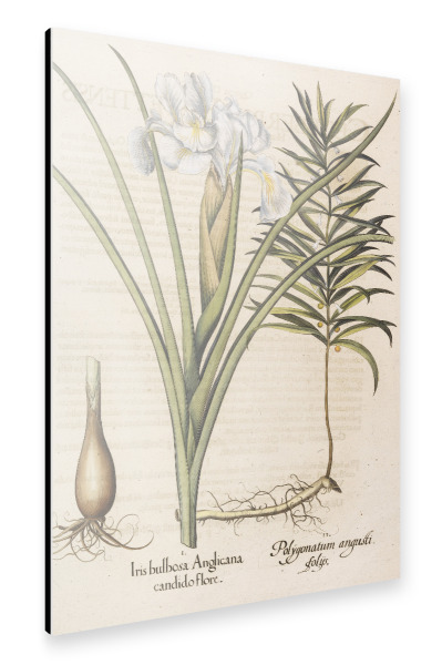 Alu-Dibond "Iris bulbosa Anglicana" 30x20 cm artboxONE
