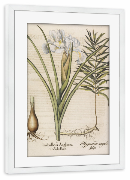 Poster mit Rahmen weiß "Iris bulbosa Anglicana" artboxONE - Natur,Floral