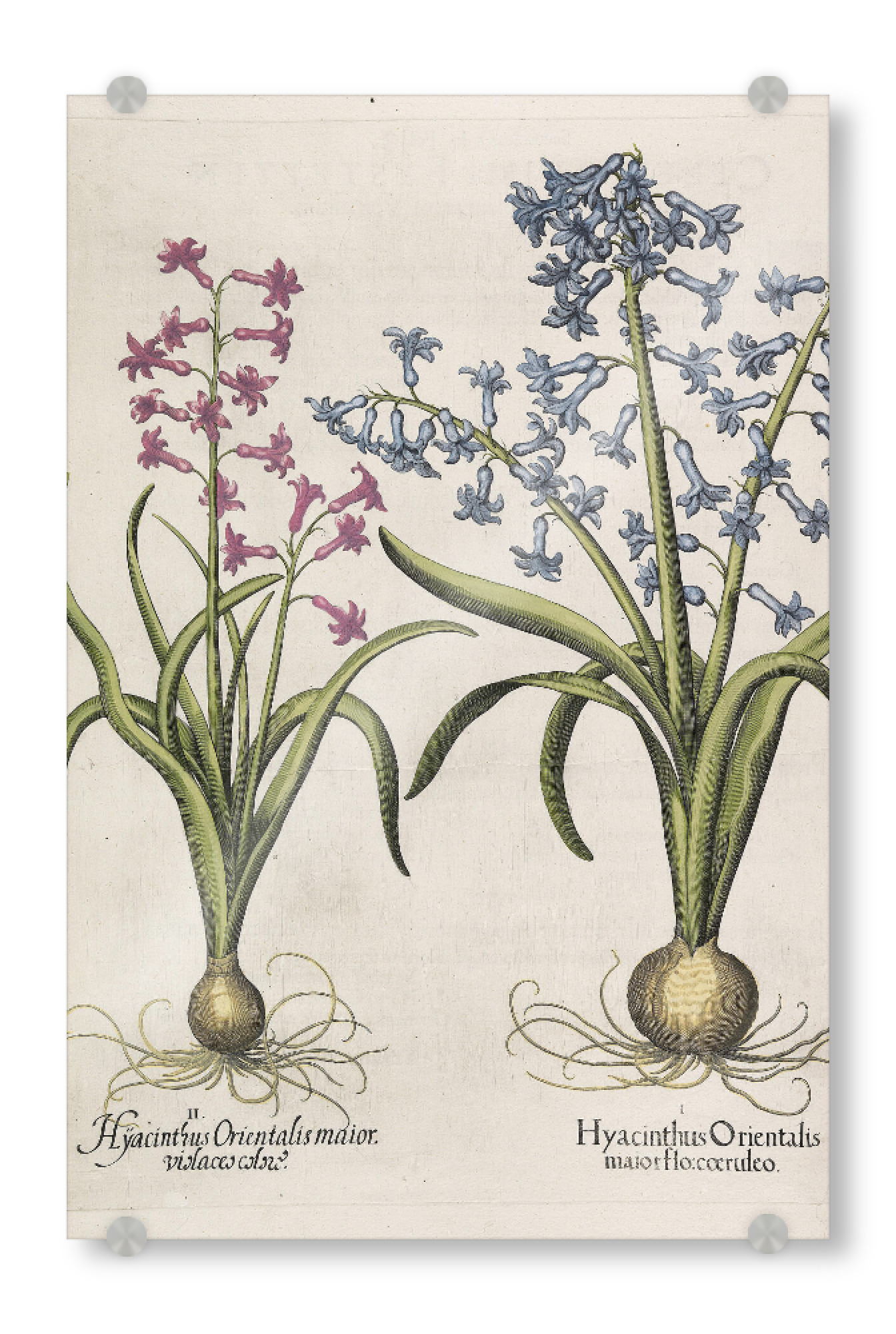 Acrylglasbild "Gartenhyazinthe" artboxONE - Natur,Floral
