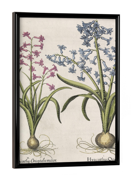Poster mit schwarzem Rahmen "Gartenhyazinthe" artboxONE - Natur,Floral