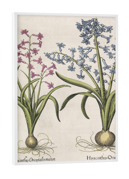 Poster mit weißem Rahmen "Gartenhyazinthe" artboxONE - Natur,Floral