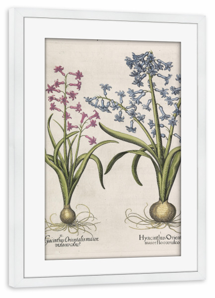 Poster mit Rahmen weiß "Gartenhyazinthe" artboxONE - Natur,Floral