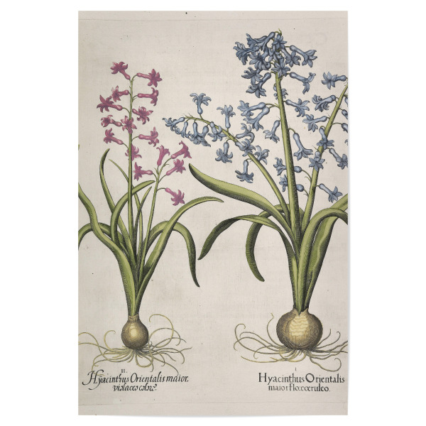 Poster "Gartenhyazinthe" artboxONE - Natur,Floral