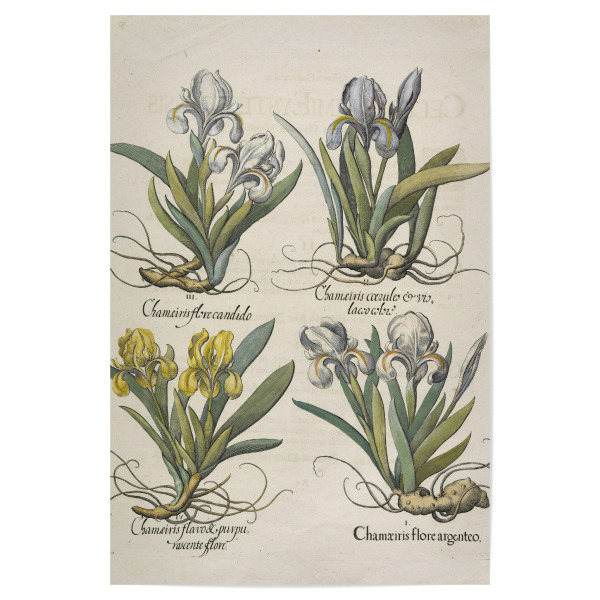 Poster 30x20 cm "Chamaeiris" artboxONE - Natur,Floral